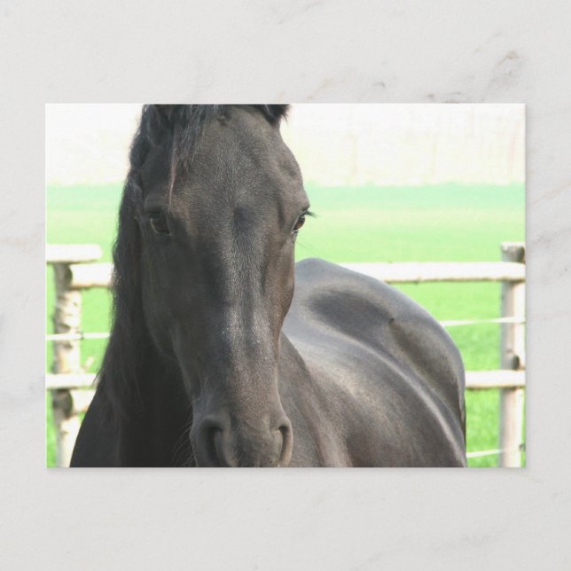Cartão postal de Cavalo Frésio (Frente)
