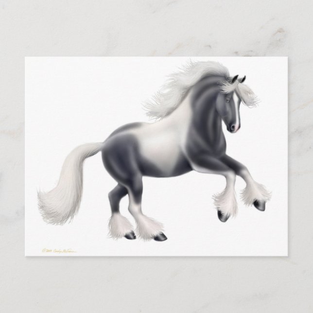 Cartão Postal de Cavalo Gypsy Vanner (Frente)