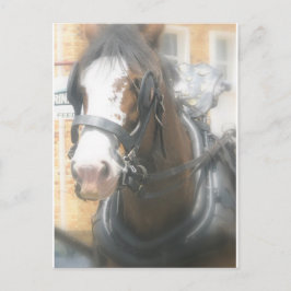 Cartão postal de cavalo marrom Clydesdale