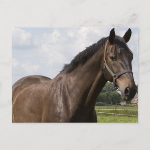 Cartão postal de cavalo puro-sangue