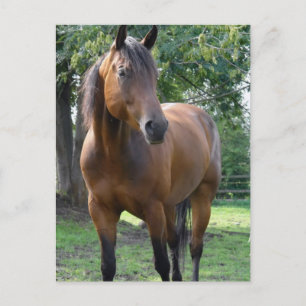 Cartão postal de cavalo puro-sangue castanho