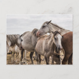 Cartão postal de cavalos