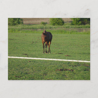 Cartão postal de Cavalos