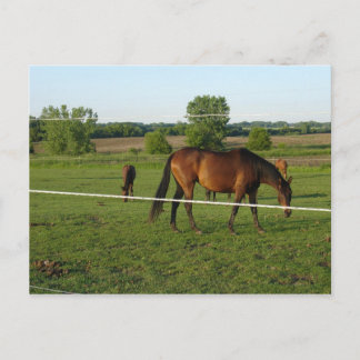 Cartão postal de Cavalos