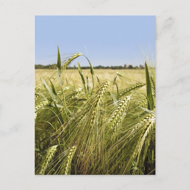 Cartão Postal de Centeio (Frente)
