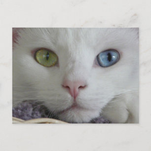 Cartão postal de chegada da serenidade