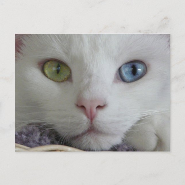 Cartão postal de chegada da serenidade (Frente)