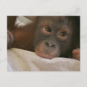Cartão postal de chimpanzé bebê