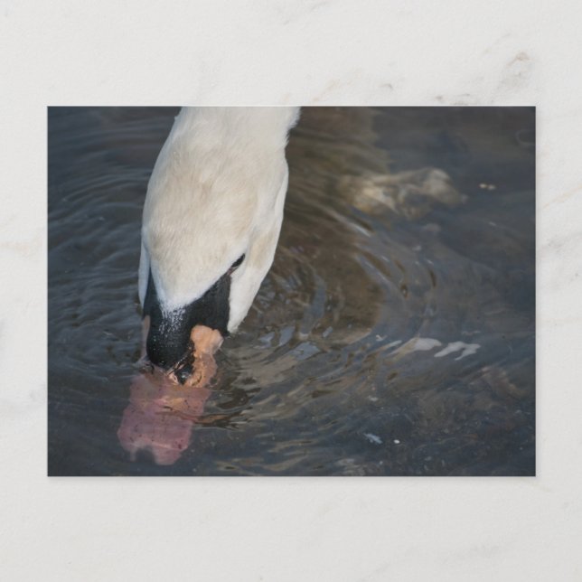 Cartão postal de cisne (Frente)