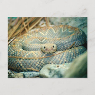 Cartão postal de cobra
