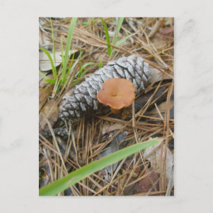 Cartão postal de Cogumelos e Pinecone OBX