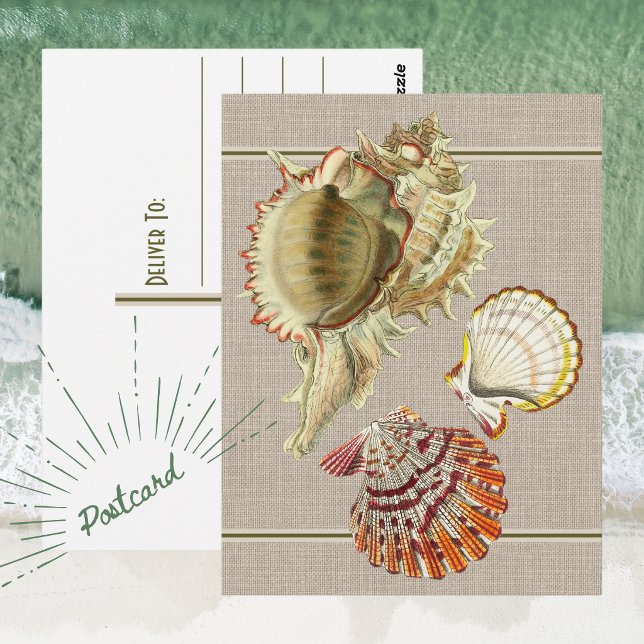 Cartão Postal de Conchas de Praia Antigas (Vintage Beach Seashell Postcard)