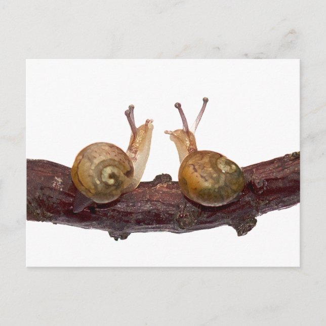 Cartão Postal de Conversa de Caracol Bebê (Frente)
