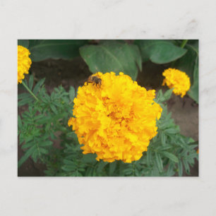 Cartão Postal De Convite abelha sobre uma flor amarela clara de marigold, f