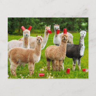 Cartão Postal De Convite Alpacas com Copas Vermelhas