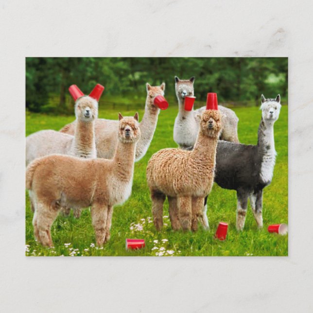 Cartão Postal De Convite Alpacas com Copas Vermelhas (Frente)