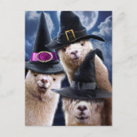Bruxas Alpaca