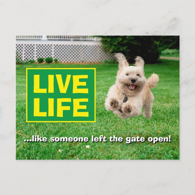 Cartão Postal De Convite Cachorro Correndo Em Jardim (Frente)