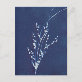Cartão Postal De Convite Cartão-postal branco azul de Impressão de cianótip