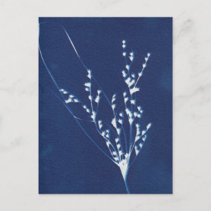 Cartão Postal De Convite Cartão-postal branco azul de Impressão de cianótip