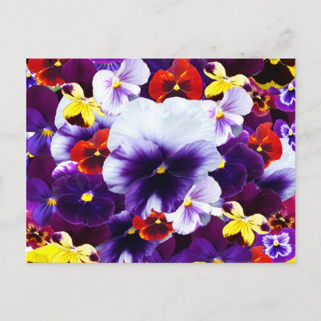 Cartão Postal De Convite Celebração Pansy, (Frente)