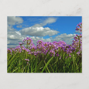 Cartão Postal De Convite Destino do Chá de panela de Convidado Floral Safar