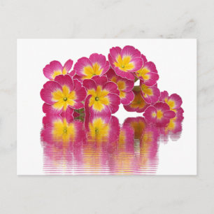 Cartão Postal De Convite Destino Romântico para a Paz do Chá de panela Flor