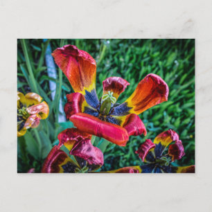Cartão Postal De Convite Destino Romântico para a Paz do Chá de panela Flor