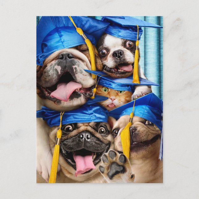 Cartão Postal De Convite Dogs and Cat Grads in Photo Booth (Frente)
