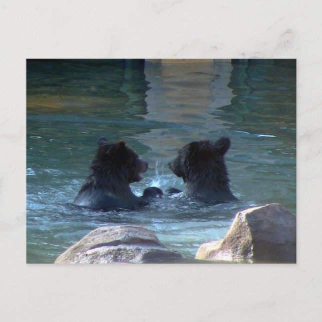 Cartão Postal De Convite Festa de Nadação do Urso Grizzly (Frente)