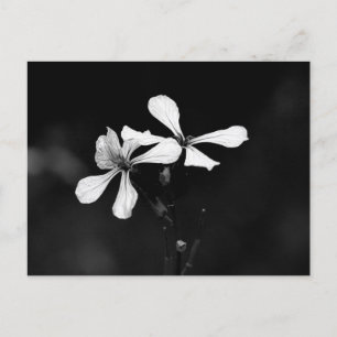 Cartão Postal De Convite floral preto e branco minimalista