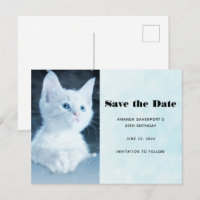 Gatinho branco e bonito com olhos azuis Bonito