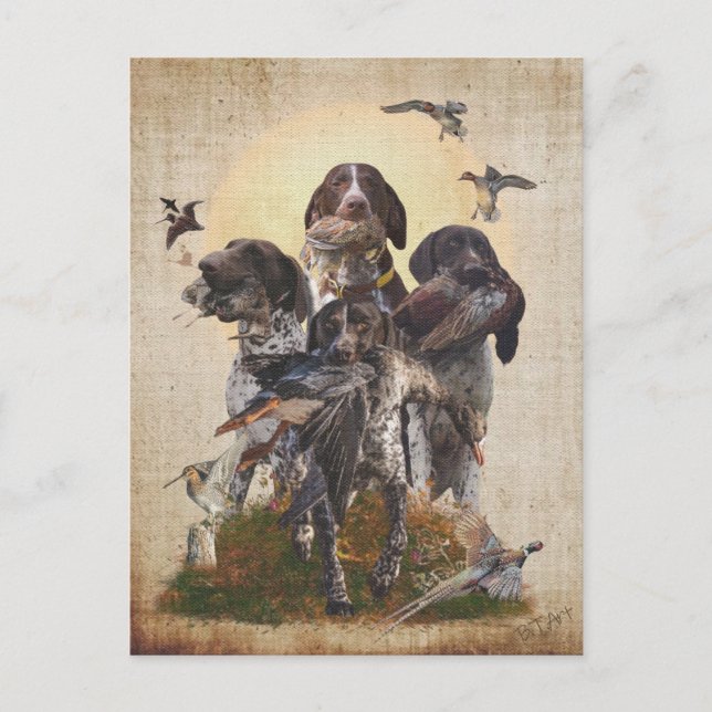 Cartão Postal De Convite German Shorthaired Pointer     (Frente)