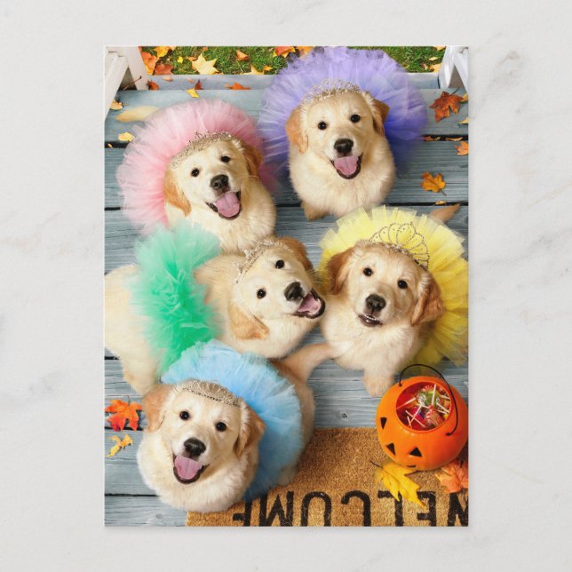 Cartão Postal De Convite Golden Puppies Pedindo Doces ou Travessuras (Frente)