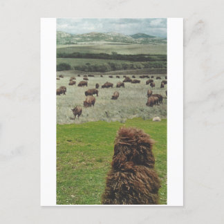 Cartão Postal De Convite Guido e Buffalo -