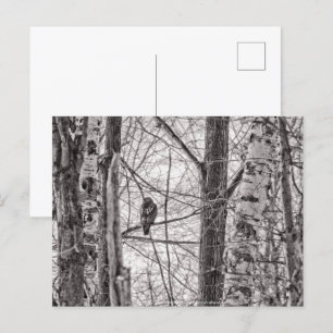 Cartão Postal De Convite Hawk P8443 de cauda vermelha