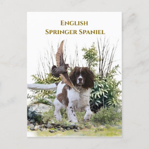 Cartão Postal De Convite Inglês Springer Spaniel