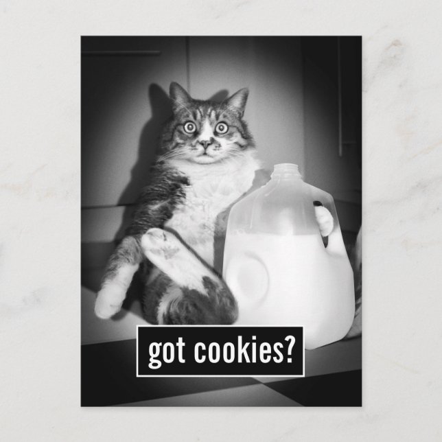 Cartão Postal De Convite Leite De Bebendo De Gato De Jug (Frente)