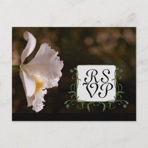 Cartão Postal De Convite Linda e elegante resposta orquídea branca