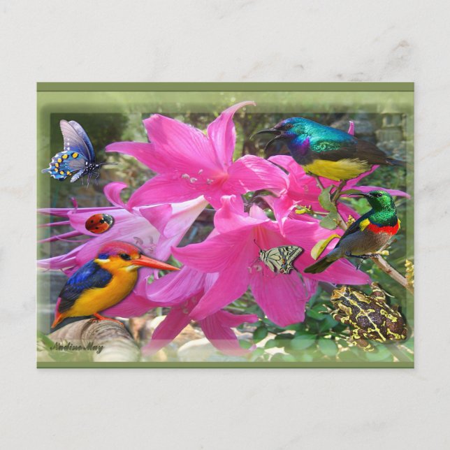 Cartão Postal De Convite Partido Amaryllis (Frente)