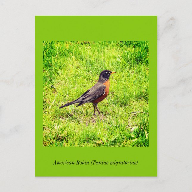 Cartão Postal De Convite Robin Americano (Frente)