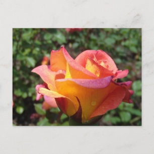 Cartão Postal De Convite Rosa