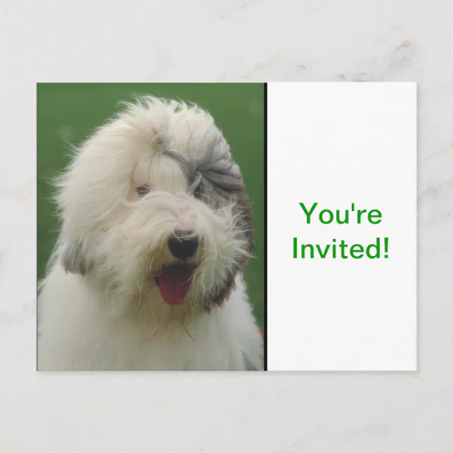 Cartão Postal De Convite Sheepdog inglês velho
