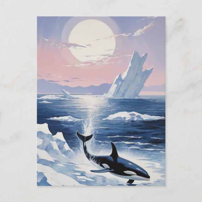 Cartão Postal De Convite Trendy Killer Whale Orca Alaska (Frente)