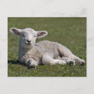Cartão postal de cordeiro fofo