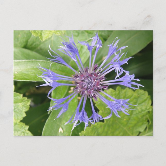 Cartão postal de Cornflower azul (Frente)