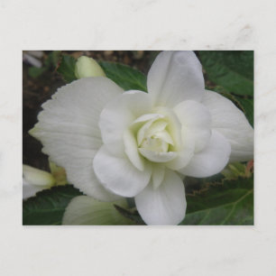 Cartão Postal de Cravo Branco Bonito