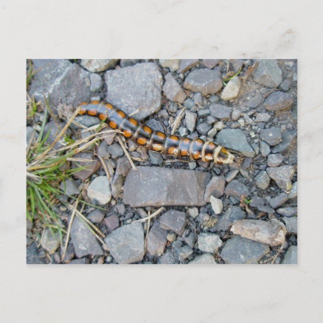 Cartão postal de Critério Mistério (Frente)