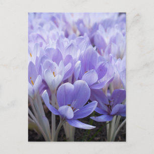 Cartão Postal de Crocus