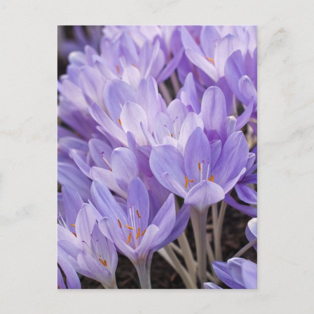Cartão Postal de Crocus (Frente)